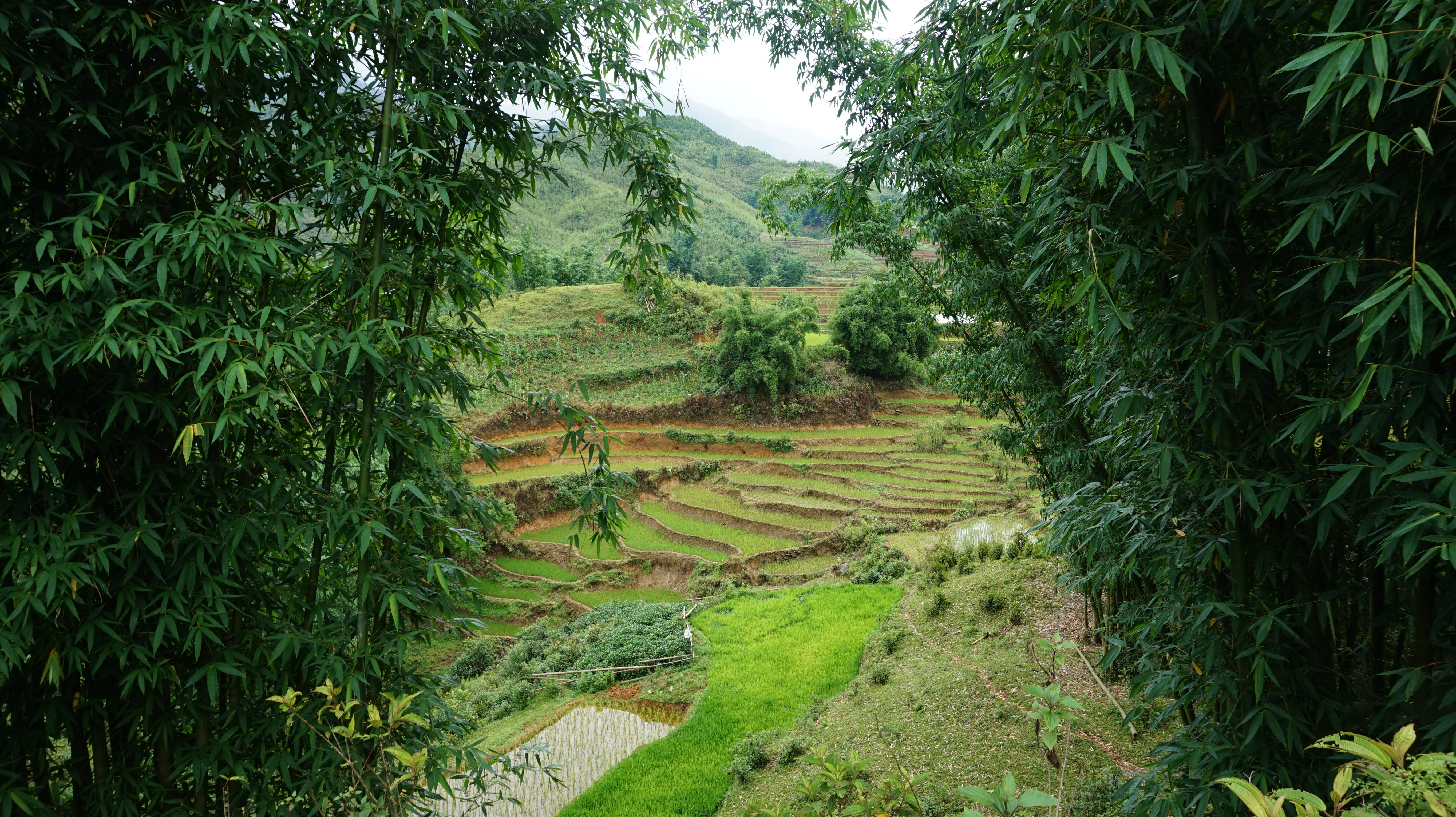 Journal de séjour #47 - Les rizières de Sapa - WD Travels